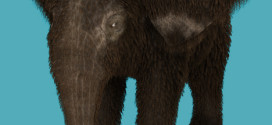 Baby Mammoth fur for Daz Baby Elephant