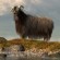 Shaggy Goat by Daniel Eskridge!