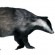 Badger: furred!