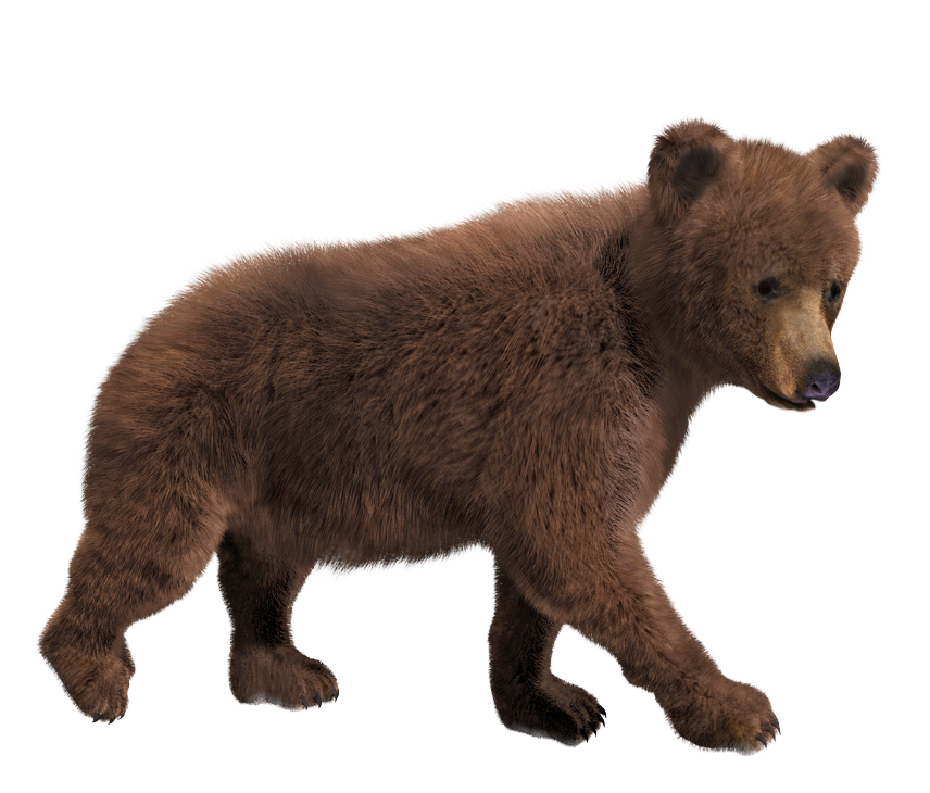 Grizzly cub: furred! 