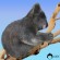Koala quick composition