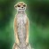 Meerkat: larger render