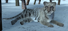 White Tigers for Big Cats2 released and…