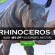 New pack of 3 Rhinoceros for DAZ Studio and Poser launches with 30% discount